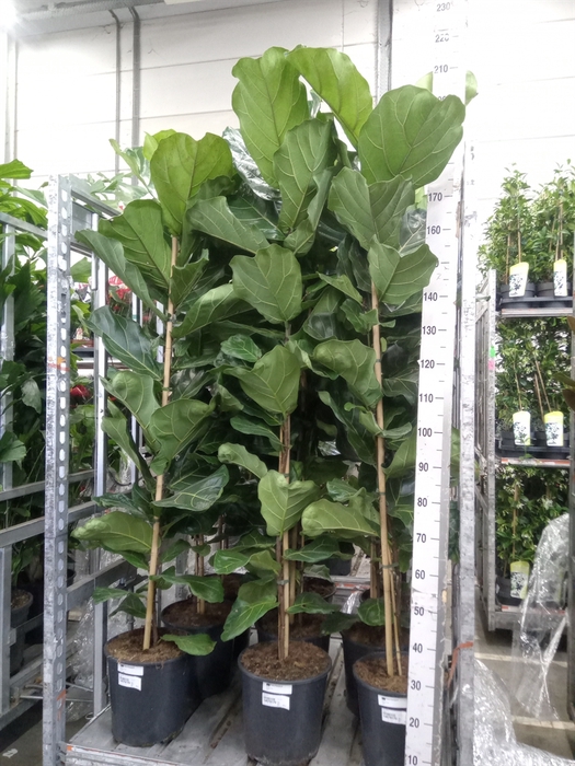 <h4>Ficus lyrata</h4>