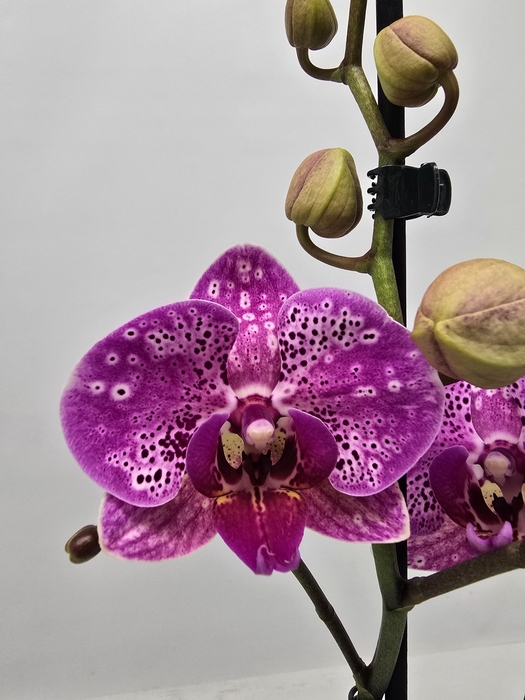 <h4>Limited 06 week 7</h4>