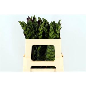 Calathea Insignes 52cm
