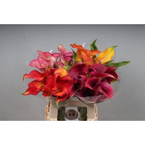 Zantedeschia mix in bucket