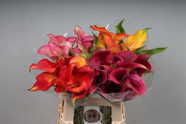 <h4>Zantedeschia mix in bucket</h4>
