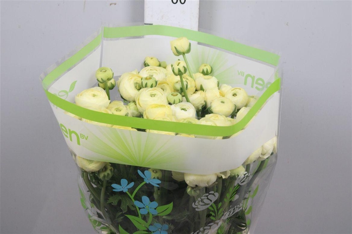 <h4>Ran Aazur Cream</h4>