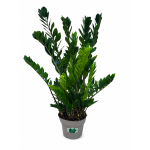 Zamioculcas P21 90cm 10+ veren