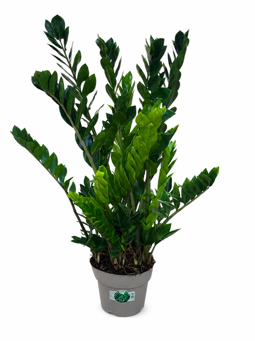 <h4>Zamioculcas P21 90cm 10+ veren</h4>