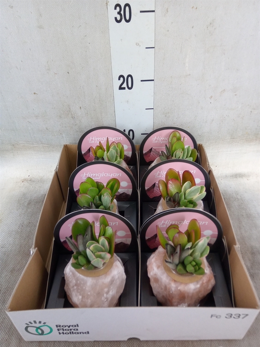 <h4>Arr.  Succulents L%</h4>