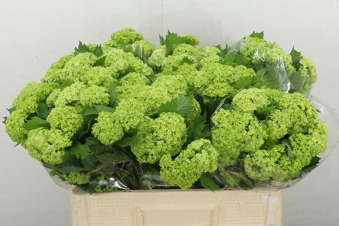 <h4>Viburnum Roseum St 1+</h4>