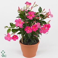 Mandevilla  'Sundavil Pretty Pink '