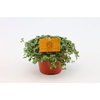 Pilea Glauca 12cm