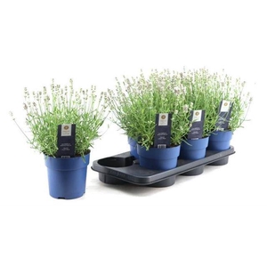 LAVANDULA FELICIA LIGHT PINK P15