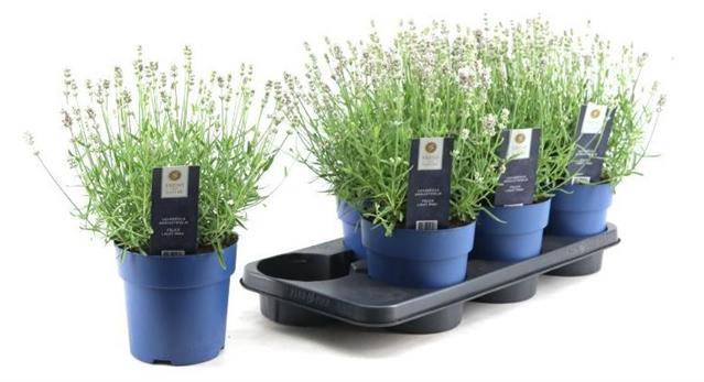 <h4>LAVANDULA FELICIA LIGHT PINK P15</h4>