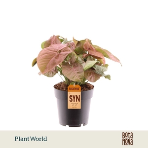 Syngonium Red Heart