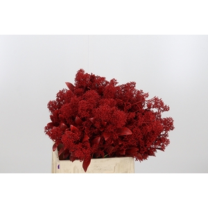 Skimmia Kl Bh Rood