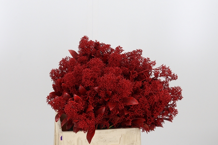 <h4>Skimmia Kl Bh Rood</h4>