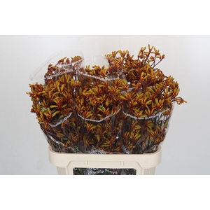 Anigozanthos Gold Fever