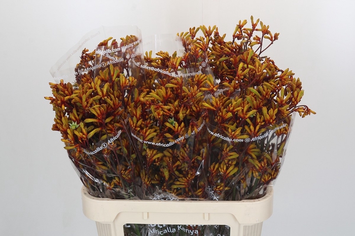<h4>Anigozanthos Gold Fever</h4>