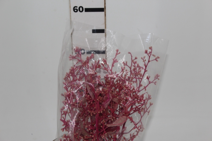 <h4>DEDO DE ANJO ROSA FLOR DESIDRATADA BUQUE FLORES SECAS</h4>