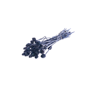 Papaver Dark Blue