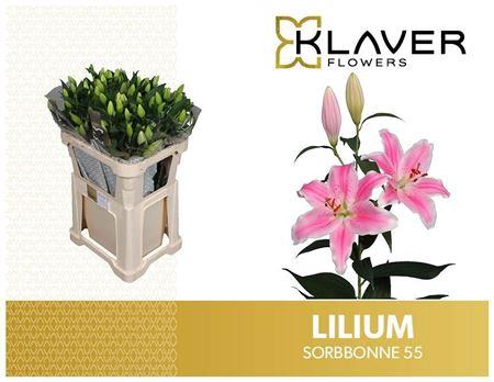 <h4>Li Or Sorbonne 5+</h4>