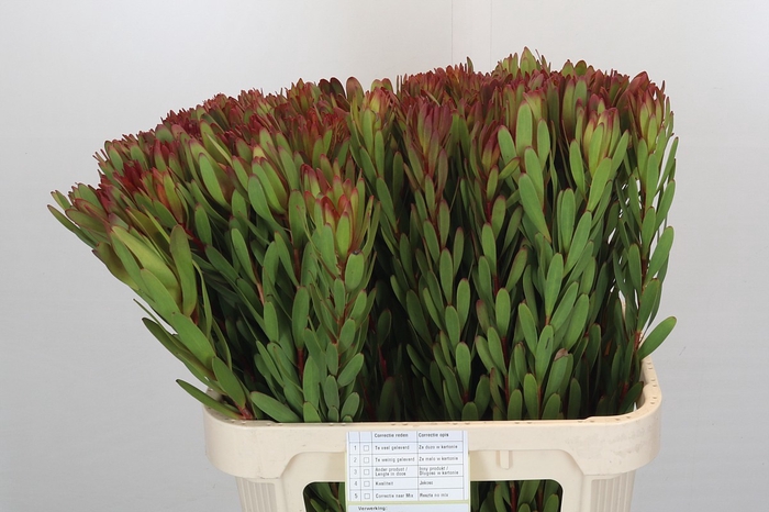 <h4>Leucadendron Safari Sunset</h4>