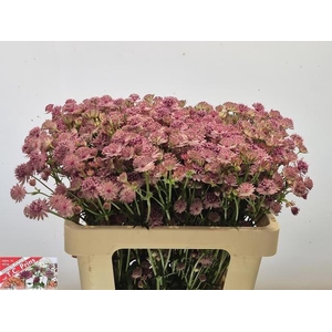 Astr Pink Sensation