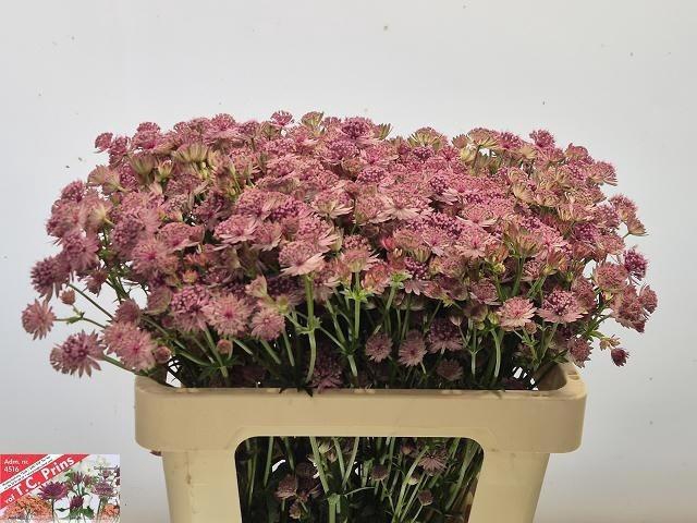 <h4>Astr Pink Sensation</h4>