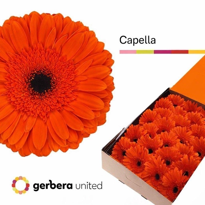 <h4>Gerbera capella</h4>