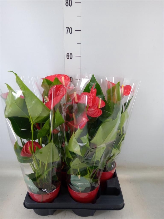<h4>Anthurium andr. 'Minnesota'</h4>