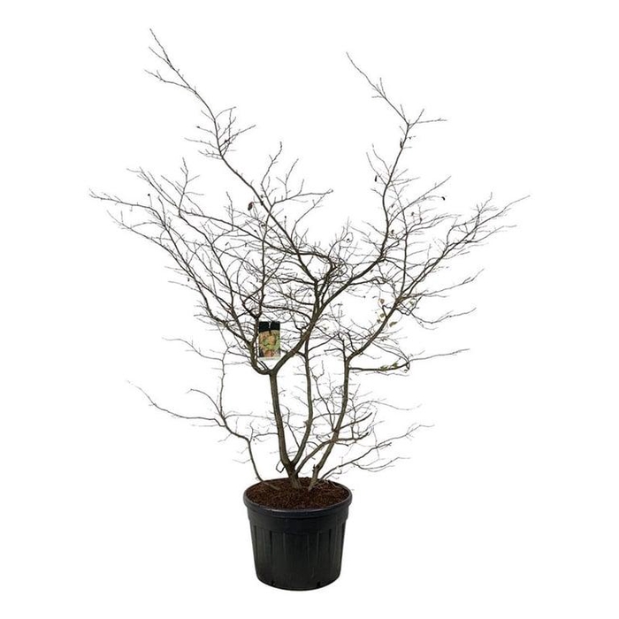 <h4>Parrotia persica</h4>