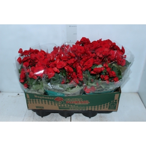 BEGONIA BALADIN P15