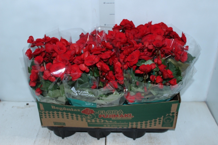 <h4>BEGONIA BALADIN P15</h4>