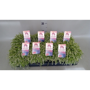 Calluna vulg. 'Garden G Rasta Girl'