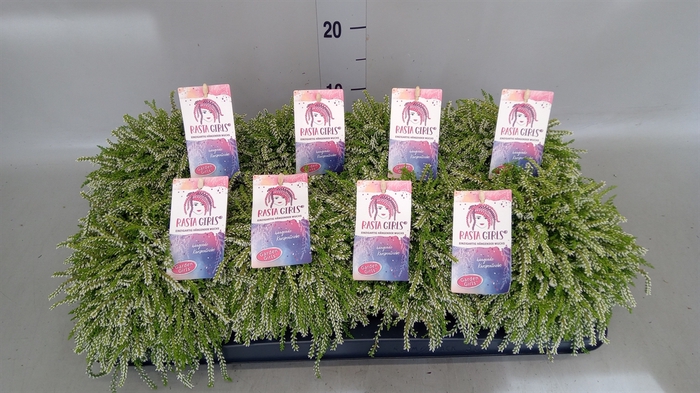 <h4>Calluna vulg. 'Garden G Rasta Girl'</h4>