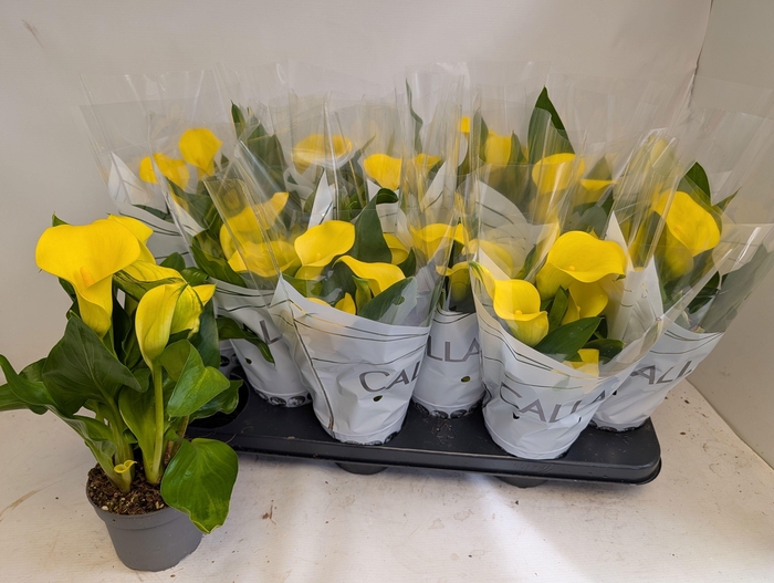 <h4>ZANT CAPT SOLO</h4>