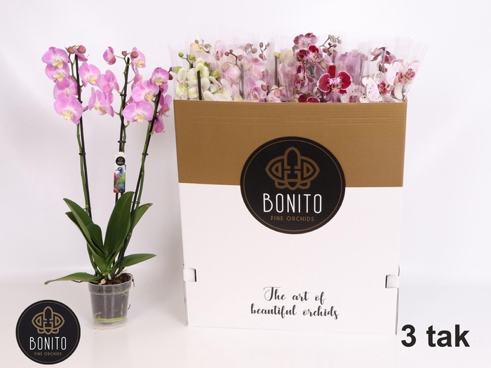 <h4>PHAL GEM 7 KL</h4>