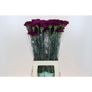 Dianthus St Florigene Moontea