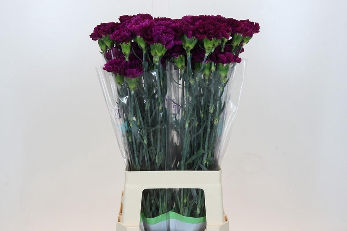 <h4>Dianthus St Florigene Moontea</h4>