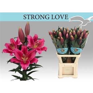 Li Ot Strong Love