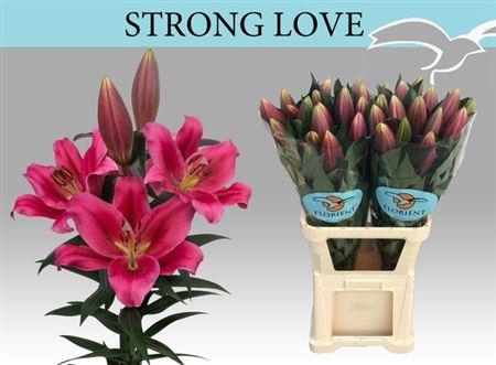 <h4>Li Ot Strong Love</h4>