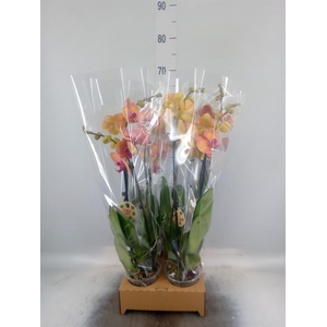 Phalaenopsis   ...orange