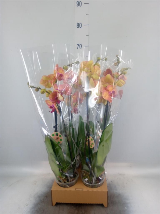 <h4>Phalaenopsis   ...orange</h4>