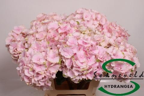 <h4>HYDR M CH VERENA</h4>