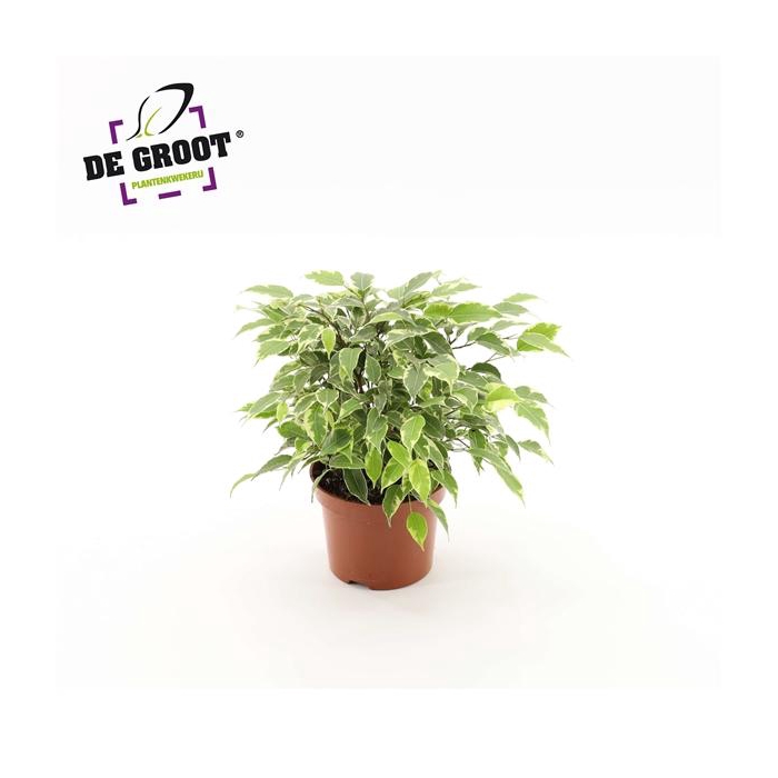 <h4>Ficus benjamina Kinky</h4>