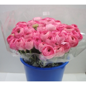 RAN CLONI SU ROSADO