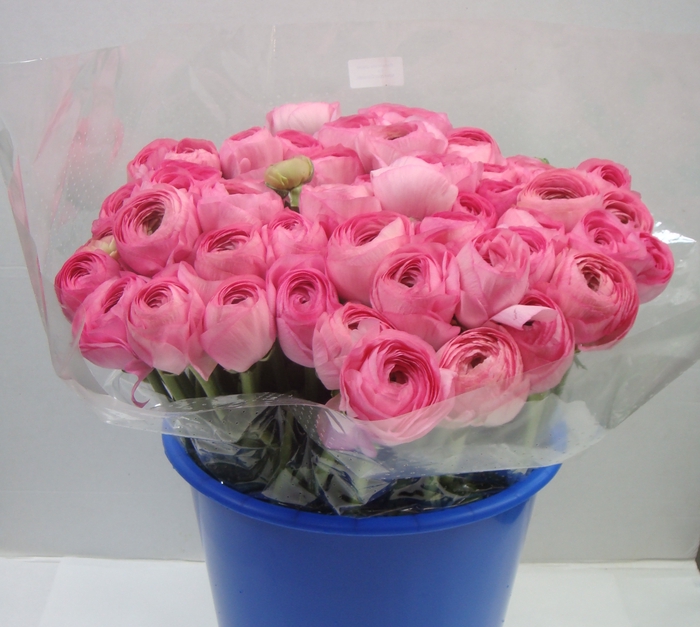 RAN CLONI SU ROSADO