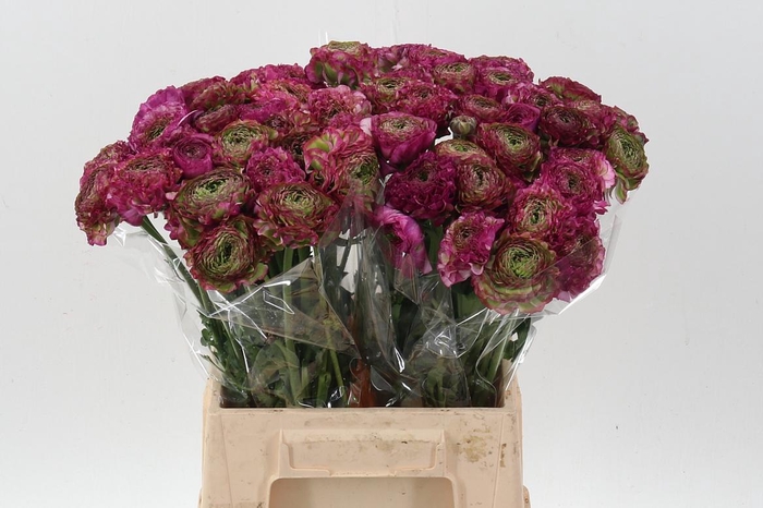 <h4>Ran Pon Pon Malva</h4>