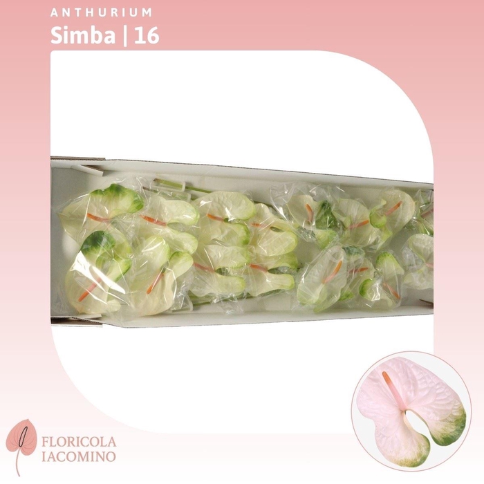 <h4>Anthurium Simba</h4>