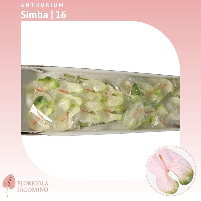 <h4>Anthurium Simba</h4>