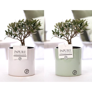 Olea Europaea in P&PURE Essential ceramics ass. 2