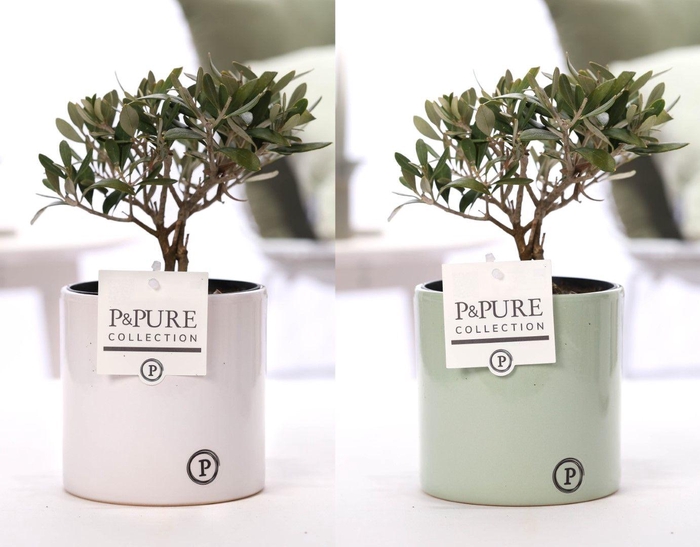 <h4>Olea Europaea in P&PURE Essential ceramics ass. 2</h4>