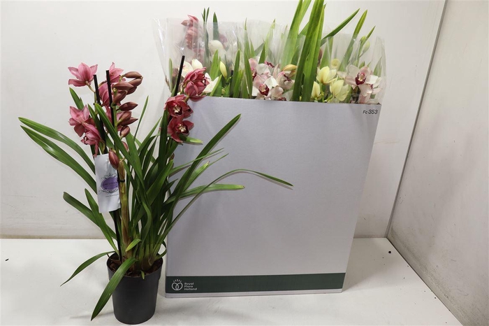 <h4>arr8 Cymb Gemengd</h4>